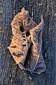 feuilles et givre